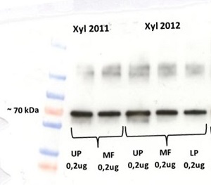 V-PPase | vacuolar H+-pyrophosphatase in the group Antibodies for Plant/Algal / Membrane Transport System / Vacuolar membrane at Agrisera AB (Antibodies for research) (AS12 1849)
